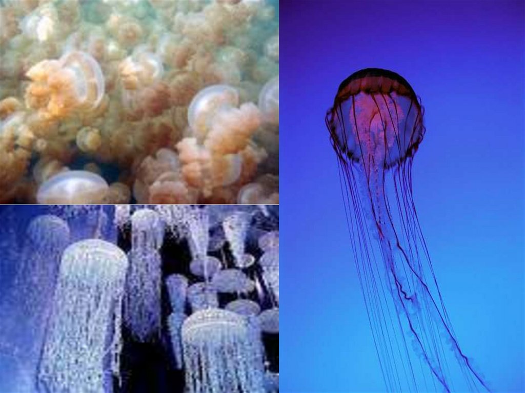 подводный мир медузы. светящаяся медуза. медуза картина маслом. батик медуза. медузы.