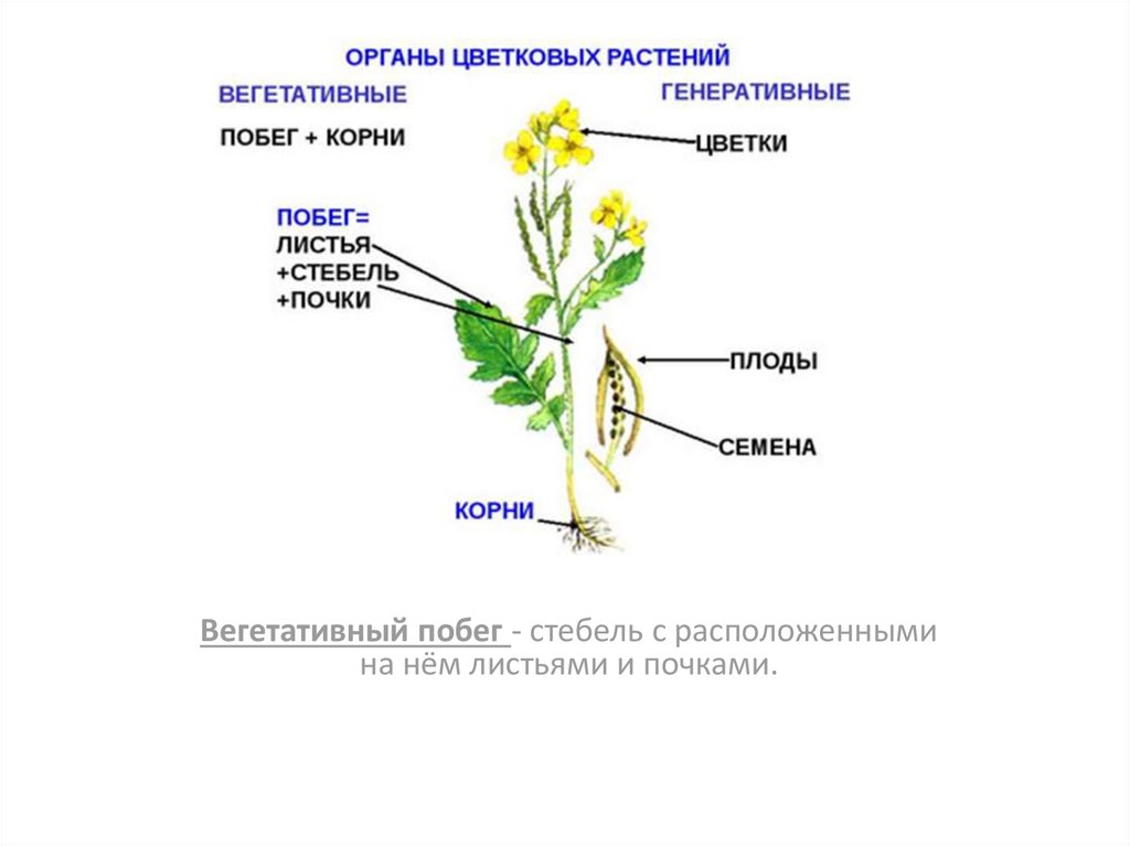 Функции органов цветкового. Вегетативные органы растений схема. Вегетативные и генеративные органы растений. Вегетативные органы растений таблица. Вегетативные органы корень стебель лист.