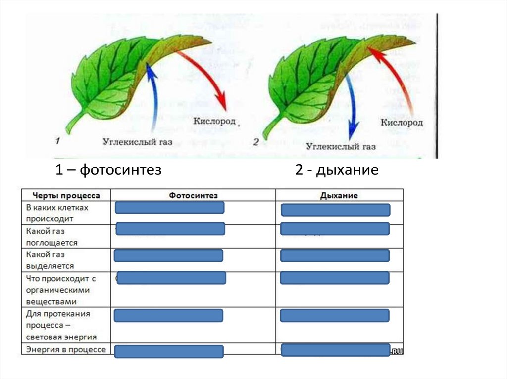 Задания по теме фотосинтез 6 класс. Органы растений в которых происходит фотосинтез. Что выделяют растения в процессе фотосинтеза. В каких клетках листа происходит фотосинтез. Дыхание и фотосинтез Общие черты.