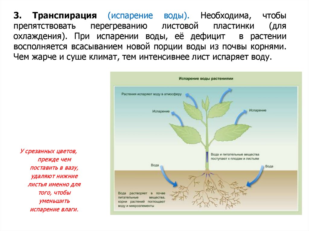 Для образования в листе необходима вода. Транспирация воды у растений. Транспирация испарение воды. Процесс транспирации у растений. Процесс испарения воды листьями растений.