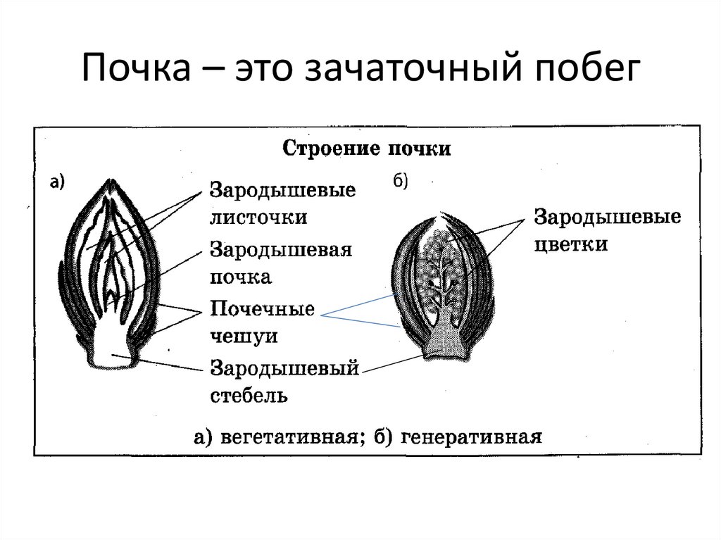 Почка у растения рисунок