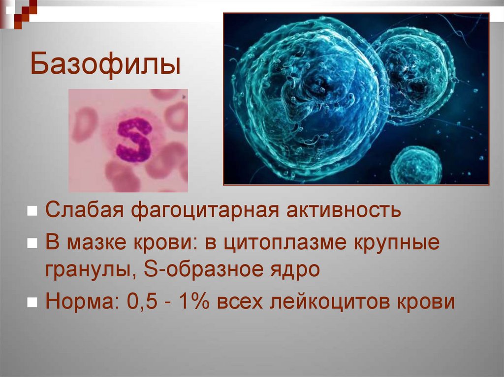 Базофилы норма. Методы изучения фагоцитарной активности лейкоцитов. Фагоцитарная активность несвойственна:.