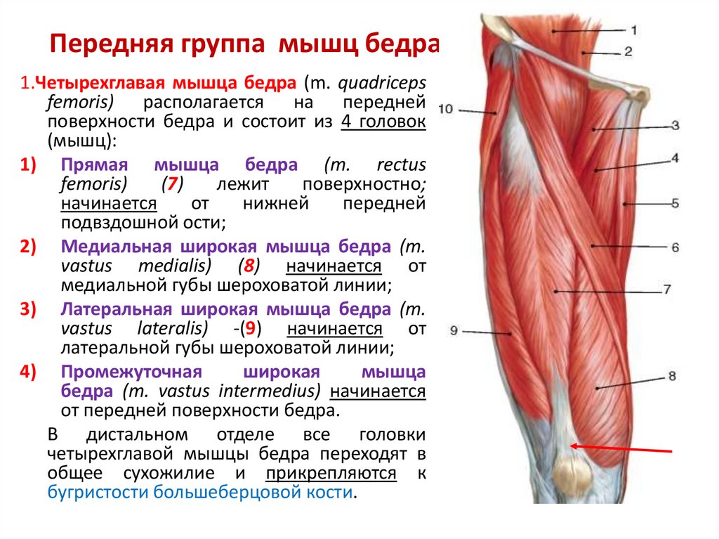 Передняя группа мышц бедра