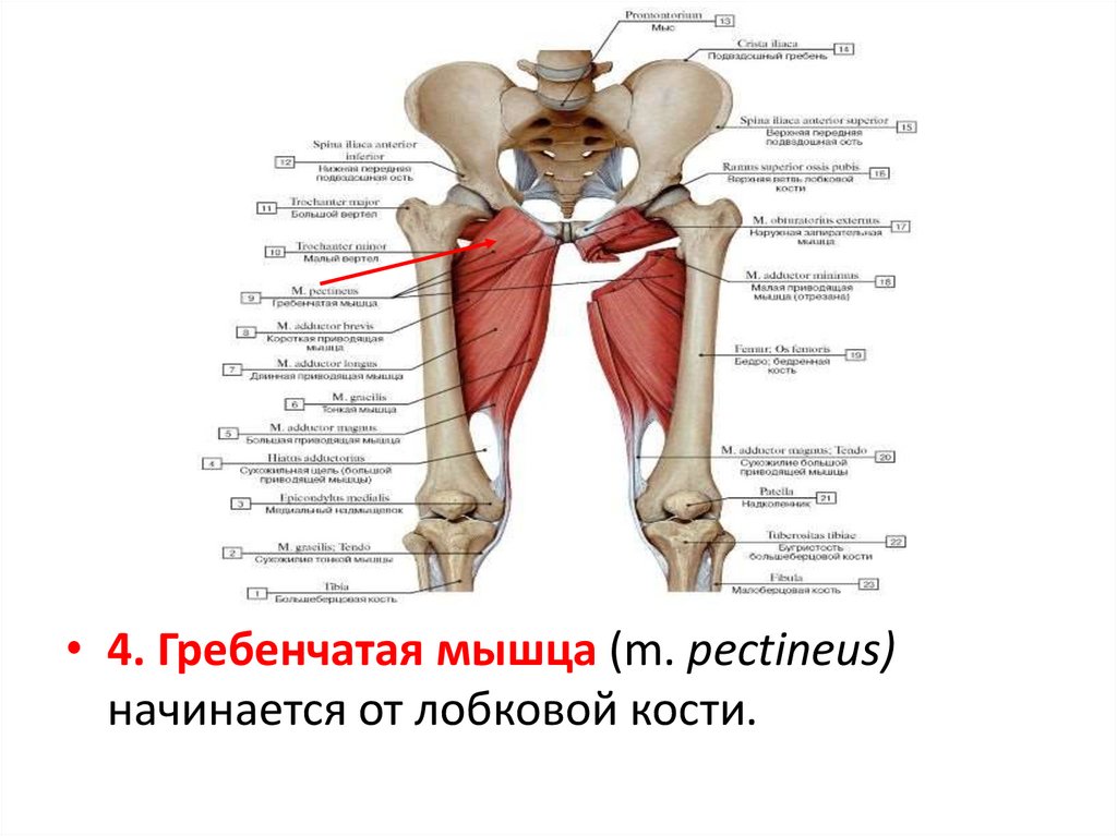 Лобковая область мужчины. Гребенчатая мышца анатомия. Мышцы лобковой кости. Мышцы нижней конечности анатомия. Верхняя и нижняя Близнецовые мышцы.