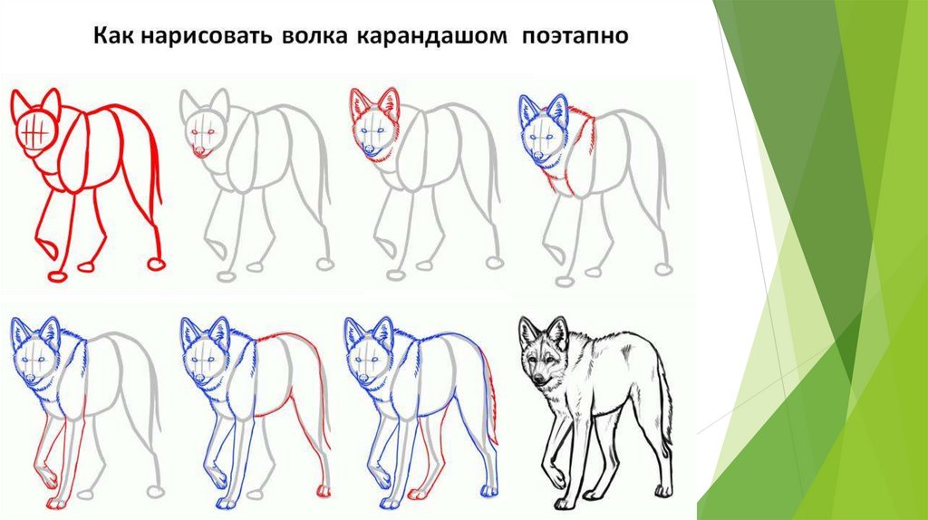 Как легко нарисовать волка поэтапно