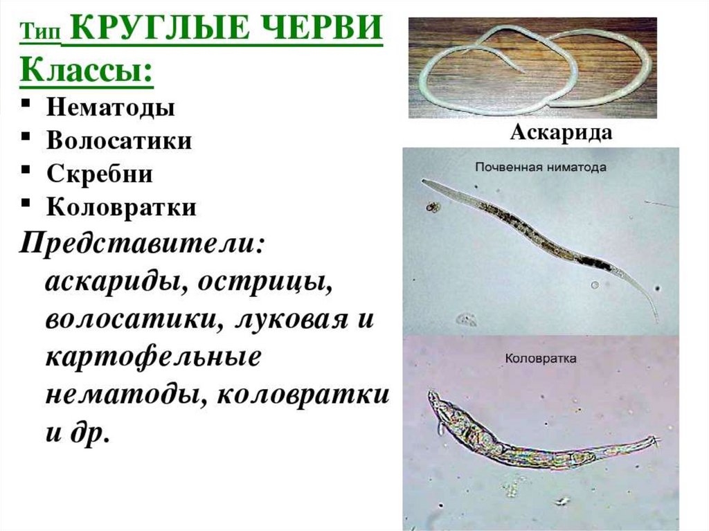 Круглыми червями являются. Тип круглые черви класс нематоды представители. Классы, представители классов Тип круглые черви. Тип круглые черви класс нематоды 7 класс. Тип круглые черви общая описание.