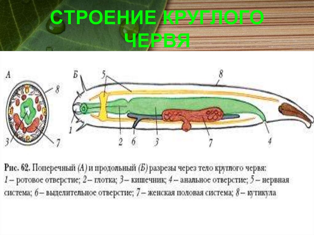 Черви. Классификация - презентация онлайн