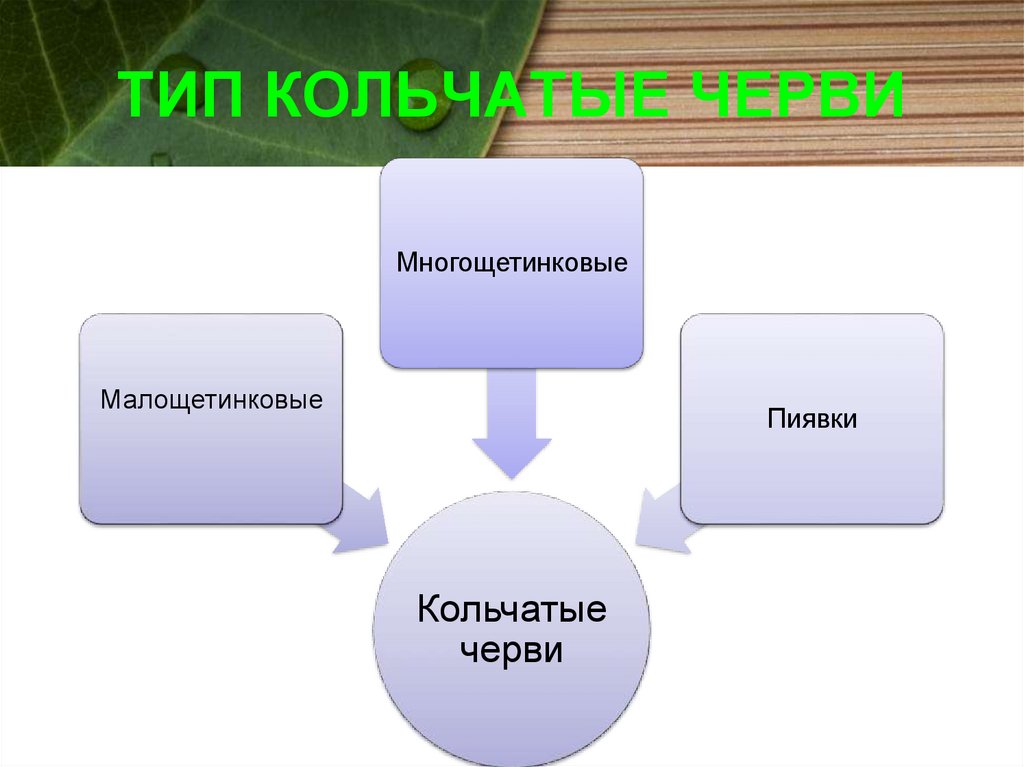 ТИП КОЛЬЧАТЫЕ ЧЕРВИ