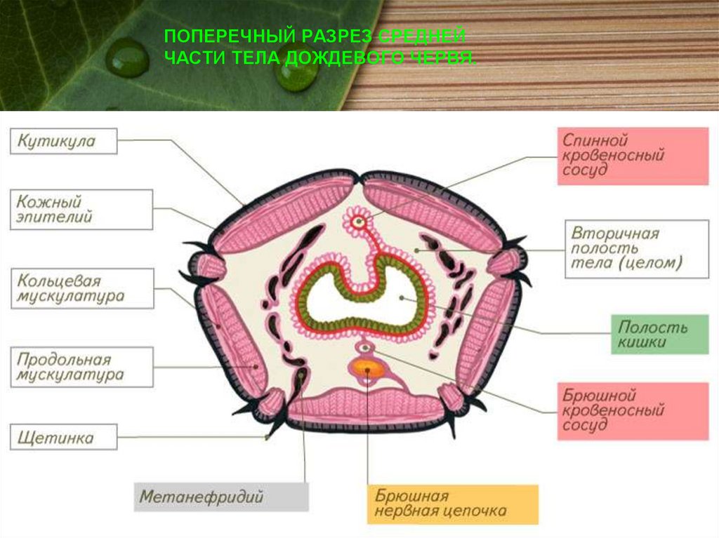 Вторичная полость тела кольчатых червей. Поперечное строение дождевого червя. Поперечный разрез дождевого червя. Разрез кольчатого червя. Поперечный срез дождевого червя.