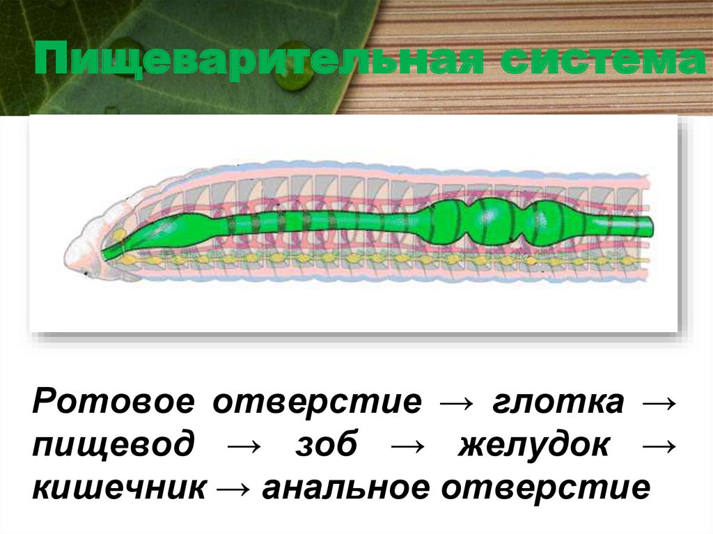Пищеварительная система