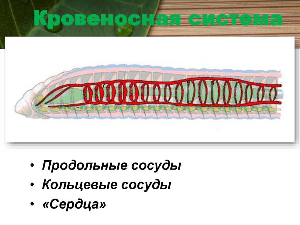 Кровеносная система
