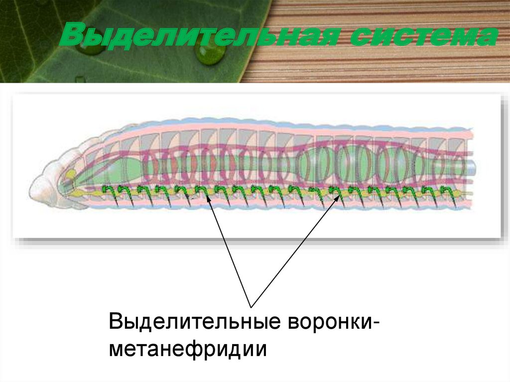 Выделительная система