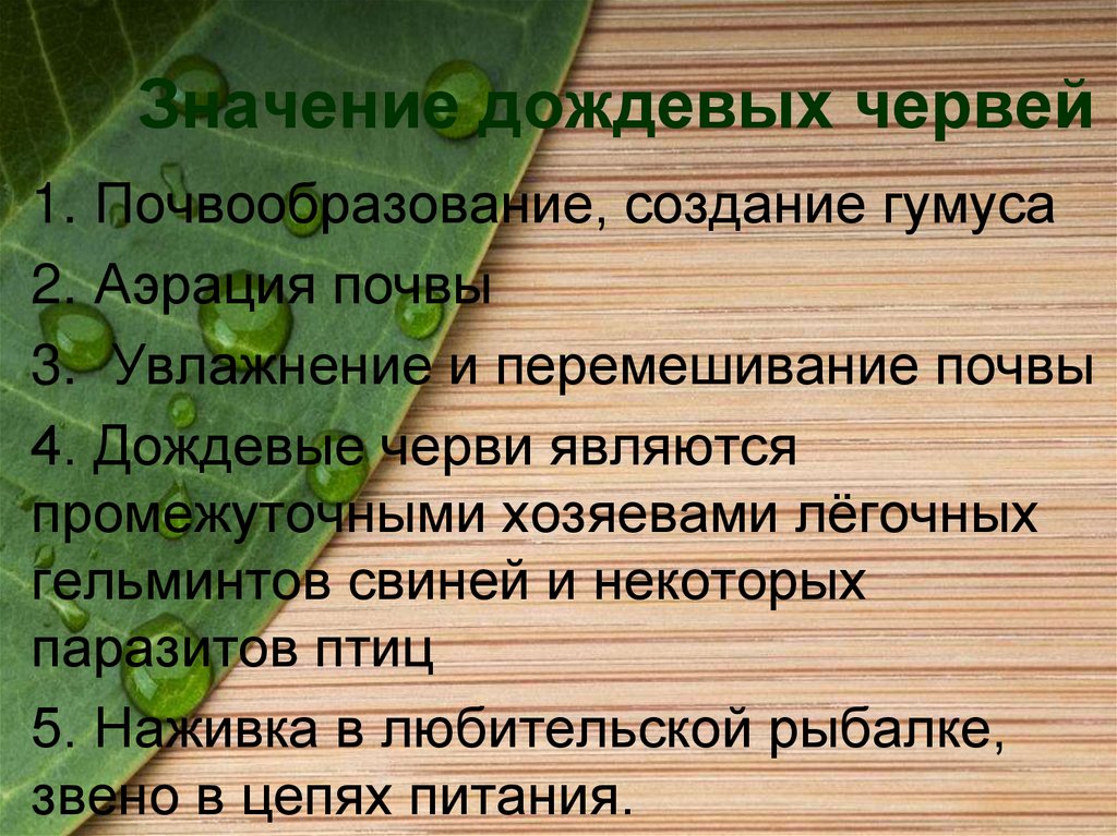 Значение дождевых червей