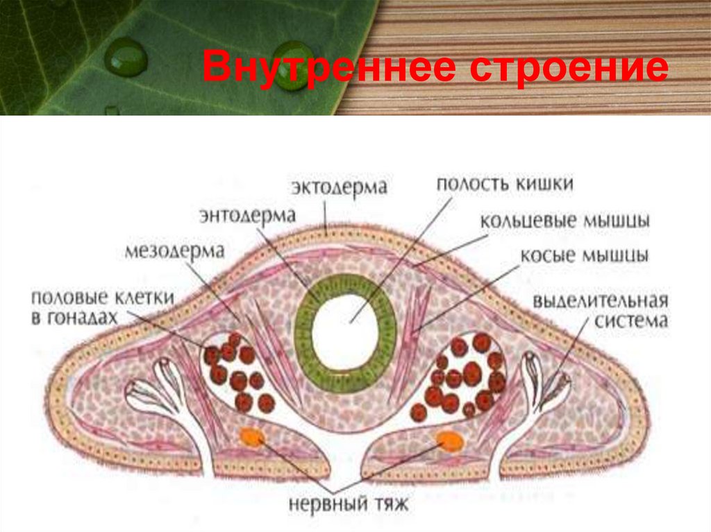 Внутреннее строение плоских. Поперечный срез белой планарии. Молочная планария кожно мускульный мешок. Поперечный разрез молочной планарии. Поперечный срез планарии строение.