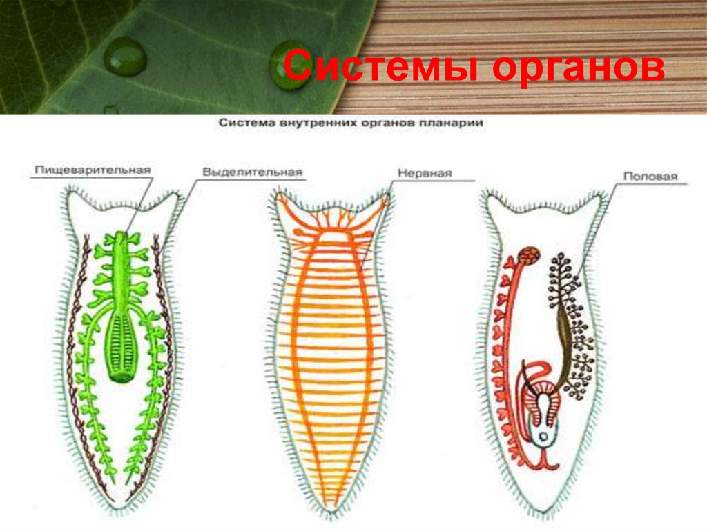 Системы органов