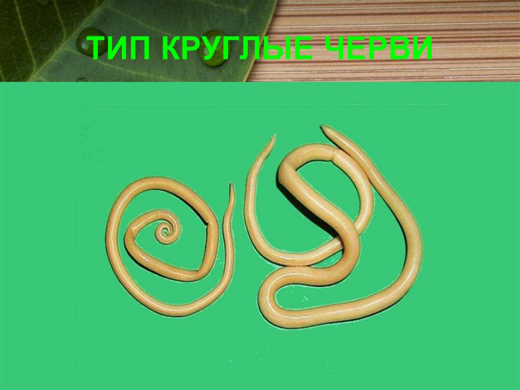 ТИП КРУГЛЫЕ ЧЕРВИ