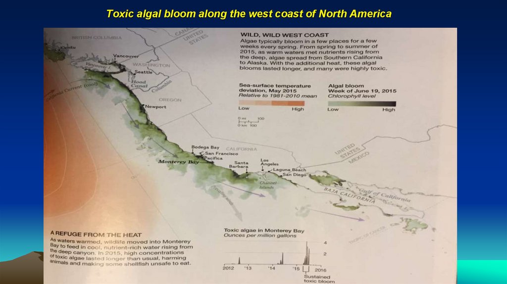 Toxic algal bloom along the west coast of North America