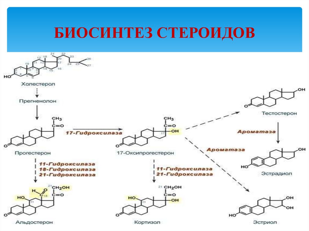 Биосинтез термин. Синтез стероидных гормонов из холестерина. Схема синтеза стероидных гормонов. Биосинтез стероидных гормонов. Схема стероидных гормонов.