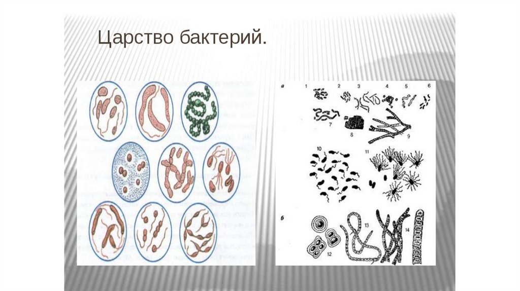 Три примера царства бактерий