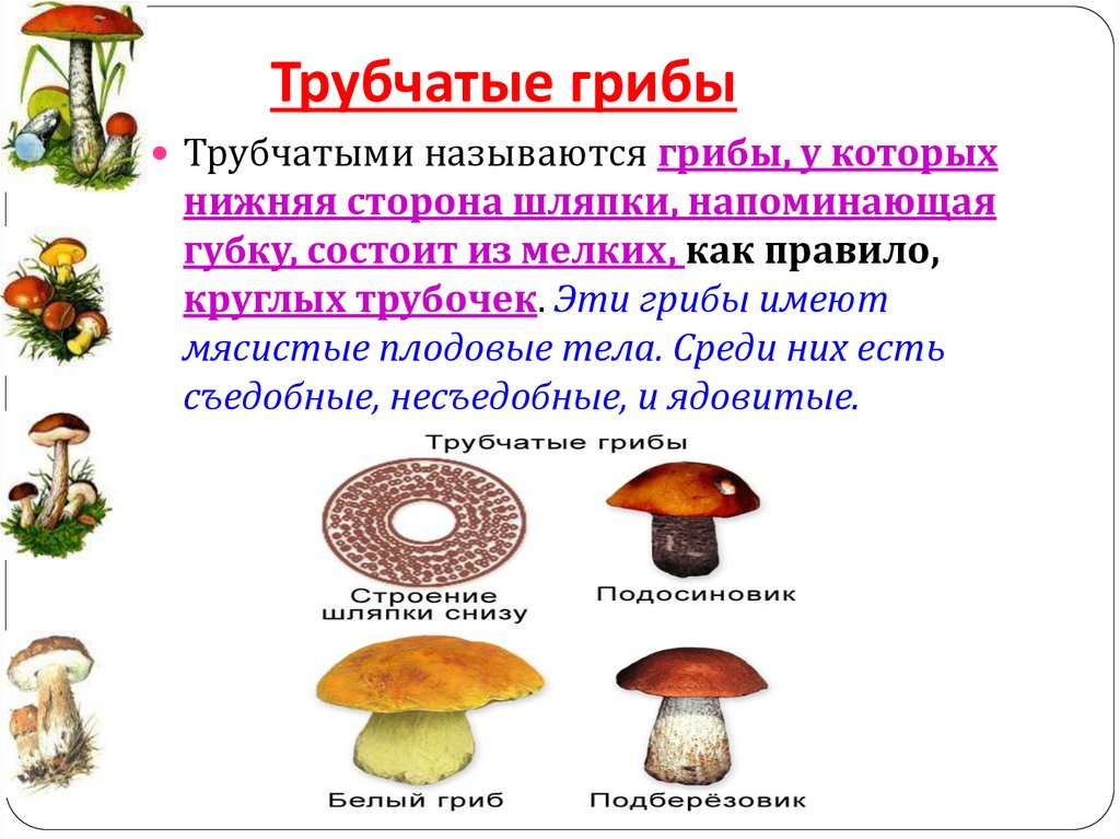 Сходство и различие пластинчатых и трубчатых грибов