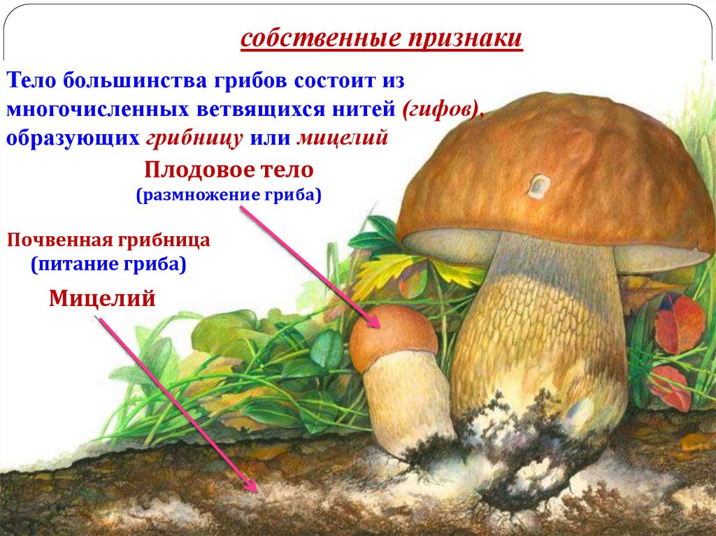 У некоторых грибов нити грибницы представляют собой. Из чего состоит гриб. Грибы образующие плодовые тела. Тело грибов состоит из. Царство грибы.