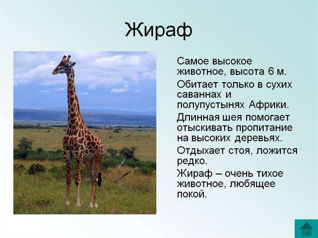 Животные саванны доклад 1 класс окружающий мир. Рассказ о животном Африки 7 класс. Информация о жирафе. Кратко о жирафе. Описание жирафа.
