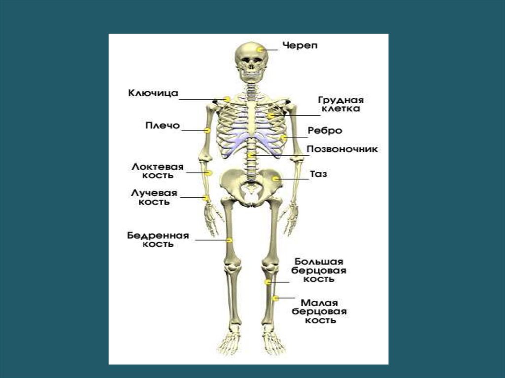 Впр 8 класс анатомия человека. Скелет человека 4 класс окружающий мир. Скелет человека строение 4 класс. Основные части скелета человека 4 класс. Строение человека кости скелета.