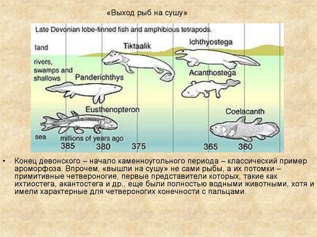 Первые истинные наземные позвоночные. Биоценоз моря. Экосистема моря схема. Биоценоз океана схема. Биоценоз моря строение.