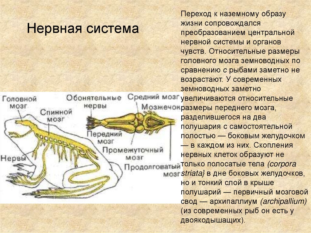 Нервная система и органы чувств. Схема классификации Надкласс наземные позвоночные.