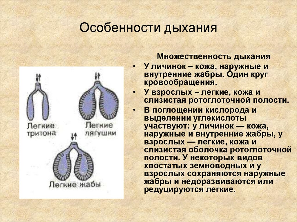 Сердце первых наземных позвоночных. Особенности дыхания. Особенности дыхательной системы простейших. Таблица особенности дыхания животных. Органы дыхания наземных позвоночных.