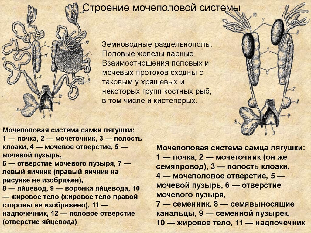 Половая система класс земноводные. Мочеполовая система. Строение выделительной системы. Мочеполовая система амфибий.