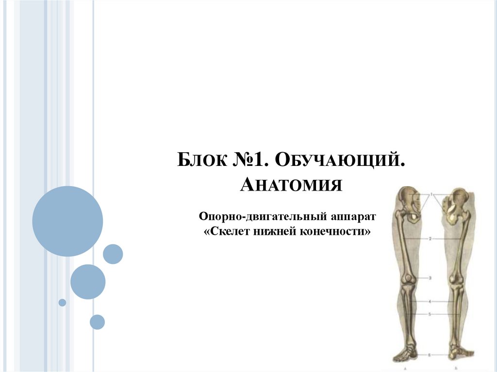 Блок №1. Обучающий. Анатомия