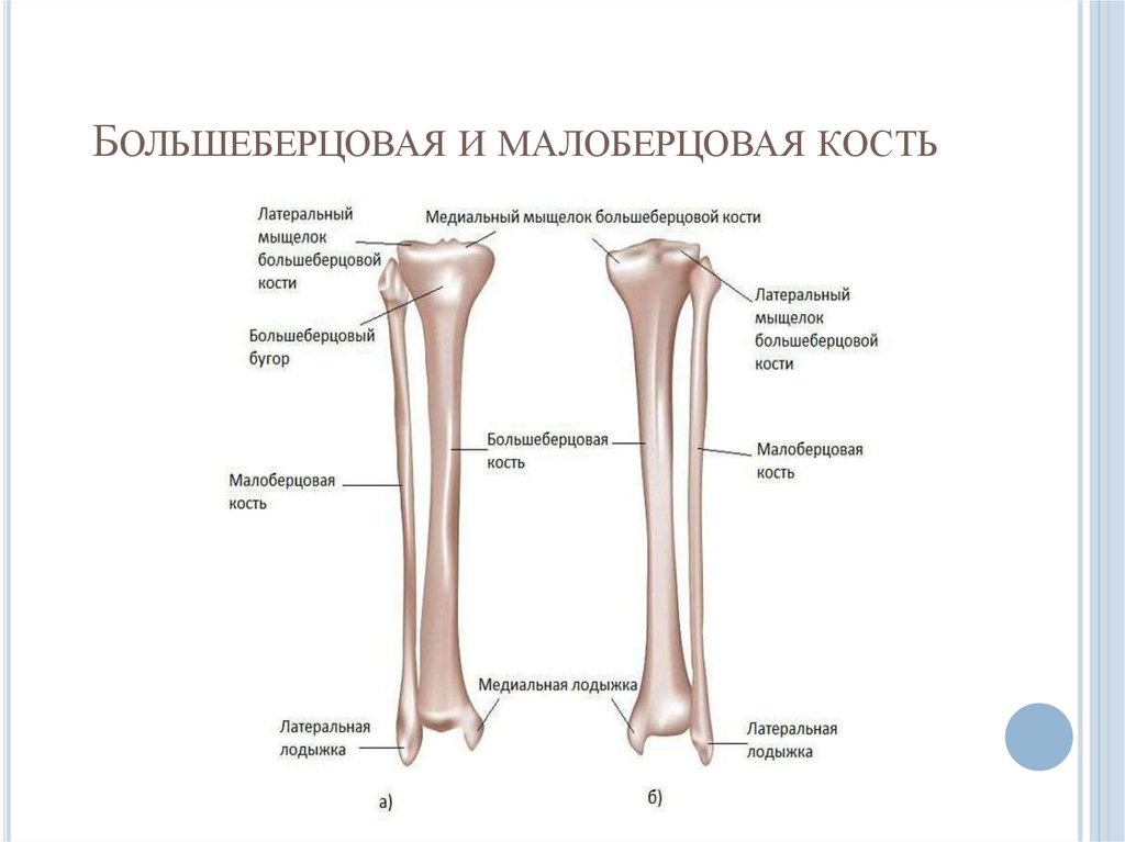 Большеберцовая и малоберцовая кость