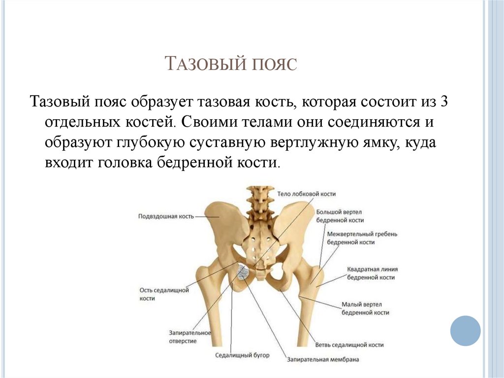 Тазовый пояс. Скелет тазового пояса. Тазовый пояс состоит из костей. Редуцированный тазовый пояс.