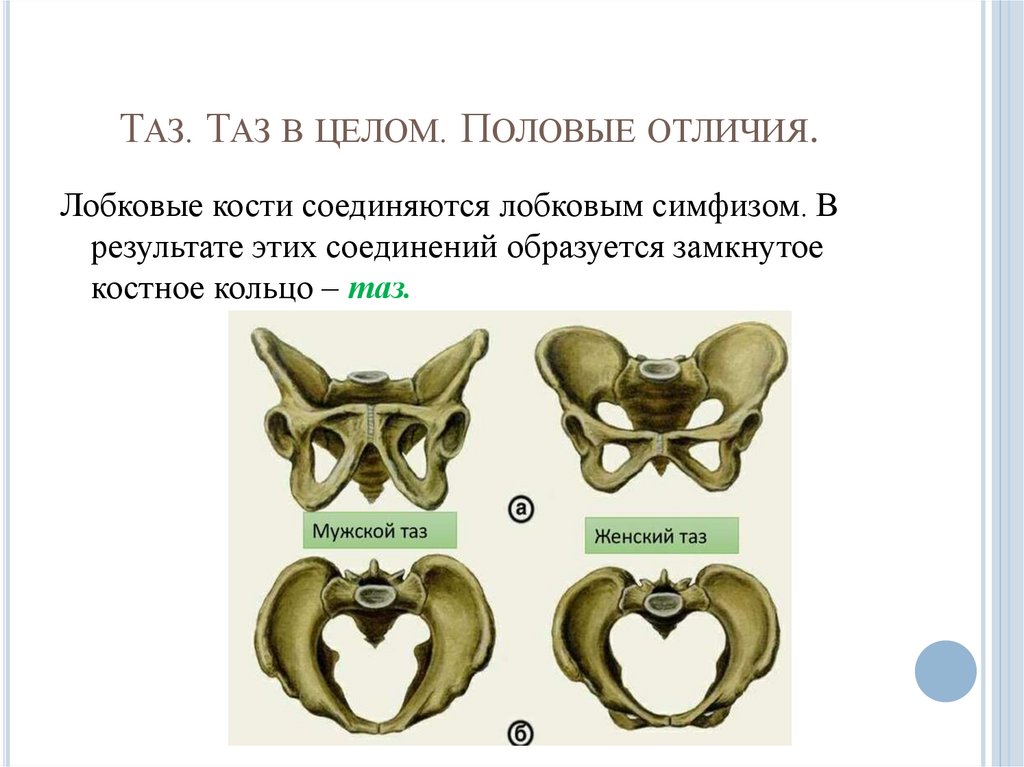 Таз. Таз в целом. Половые отличия.