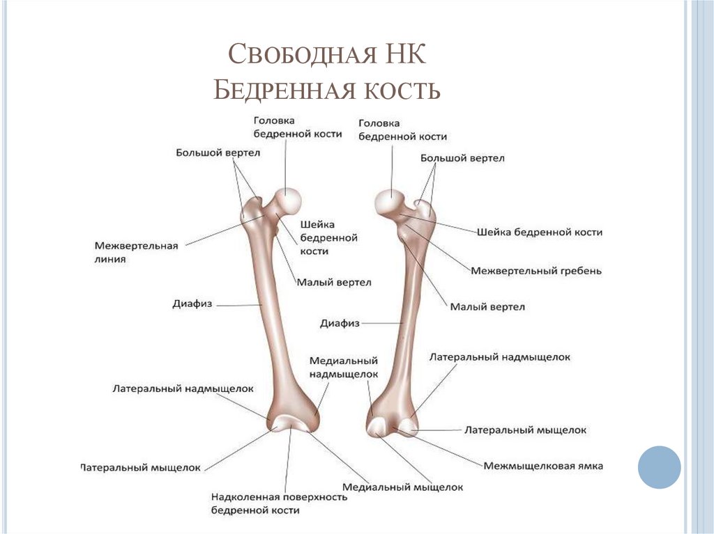 Свободная НК Бедренная кость