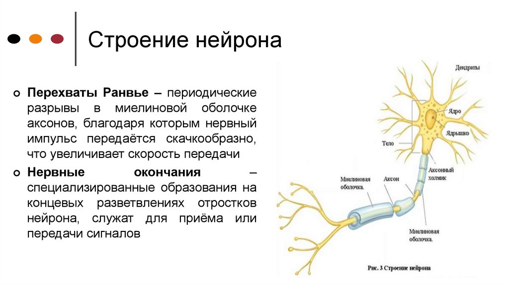 Особенности строения нервных клеток. Строение нервной клетки человека 8 класс. Концевая пластинка двигательного нейрона. Нейрон строение и функции. Дендрит нейрона.