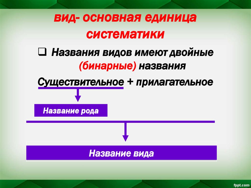 Основной единицей систематики является