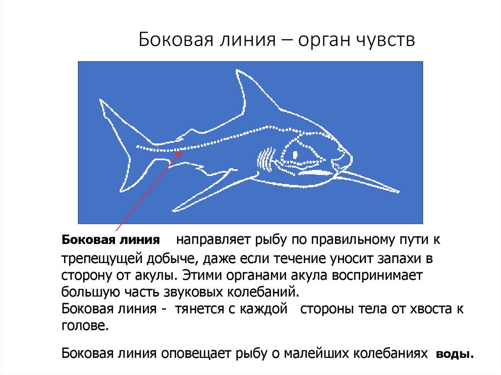 Функция органа боковой линии рыб. Боковая линия. Головастик органы чувств боковая линия и ухо.