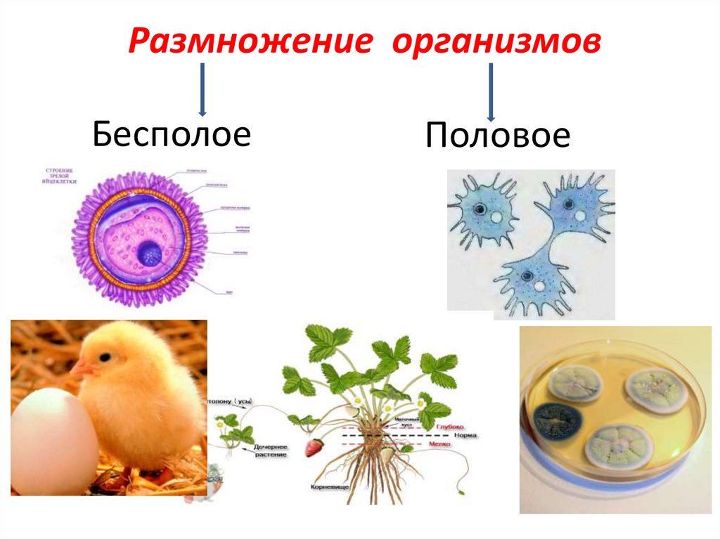 Урок размножение 9 класс. Половое размножение биология 9. Типы размножения живых организмов. Бесполое размножение живых организмов. Примеры размножения живых организмов.
