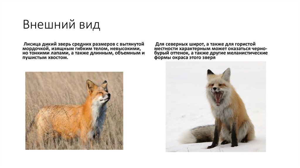 Условия обитания лисицы обыкновенной