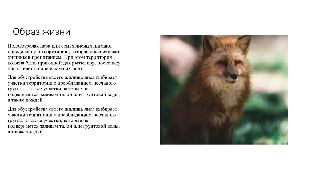 Какую среду обитания освоила лисица обыкновенная
