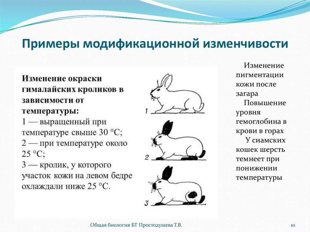 Модификационная изменчивость кролик. Модификационная изменчивость примеры. Примеры модификационных изменений