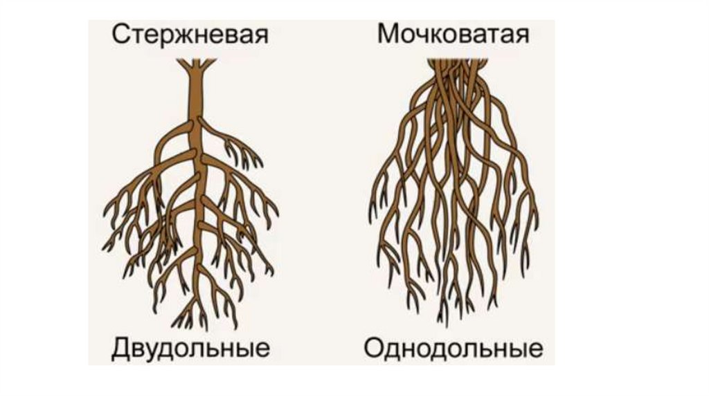 Главный корень у однодольных. Стержневая и мочковатая корневая система. Стержневая корневая система и мочковатая корневая. Мочковатая корневая система у однодольных. Стержневая корневая система у двудольных.