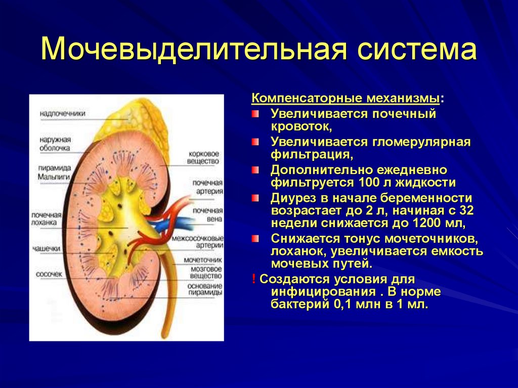 Увеличение почки. Мочевыделительная система. Почечный кровоток. Изменение мочевыделительной системы. Гемодинамика почек.