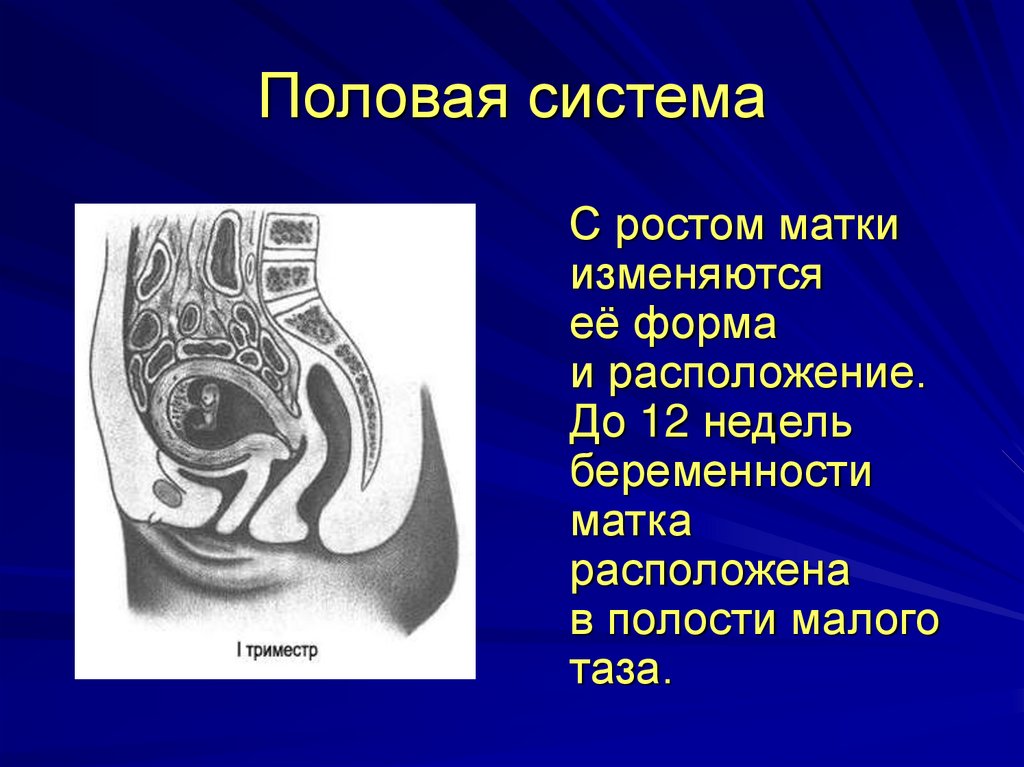 Рост матки. Полость малого таза. Этажи полости малого таза. Как располагается матка в Малом тазу. Где находится матка на 10 неделе беременности.