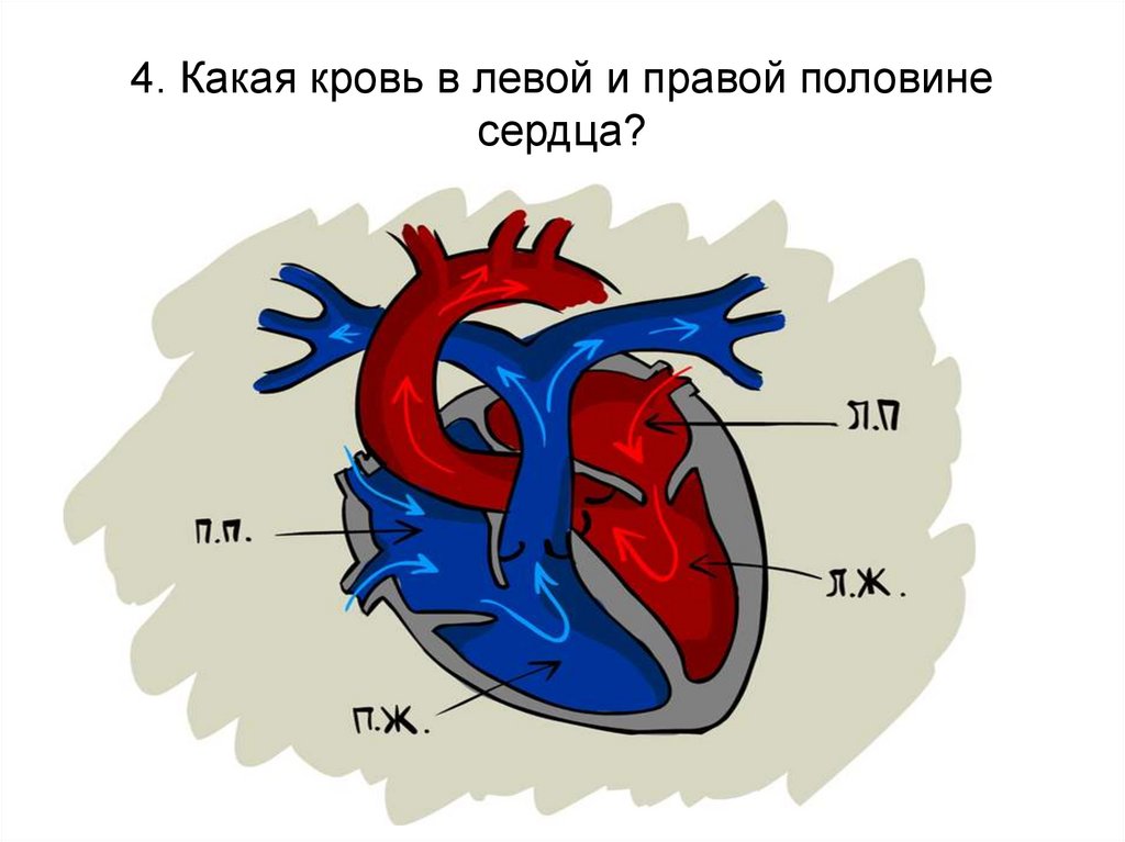 Какая кровь содержится в правой половине сердца