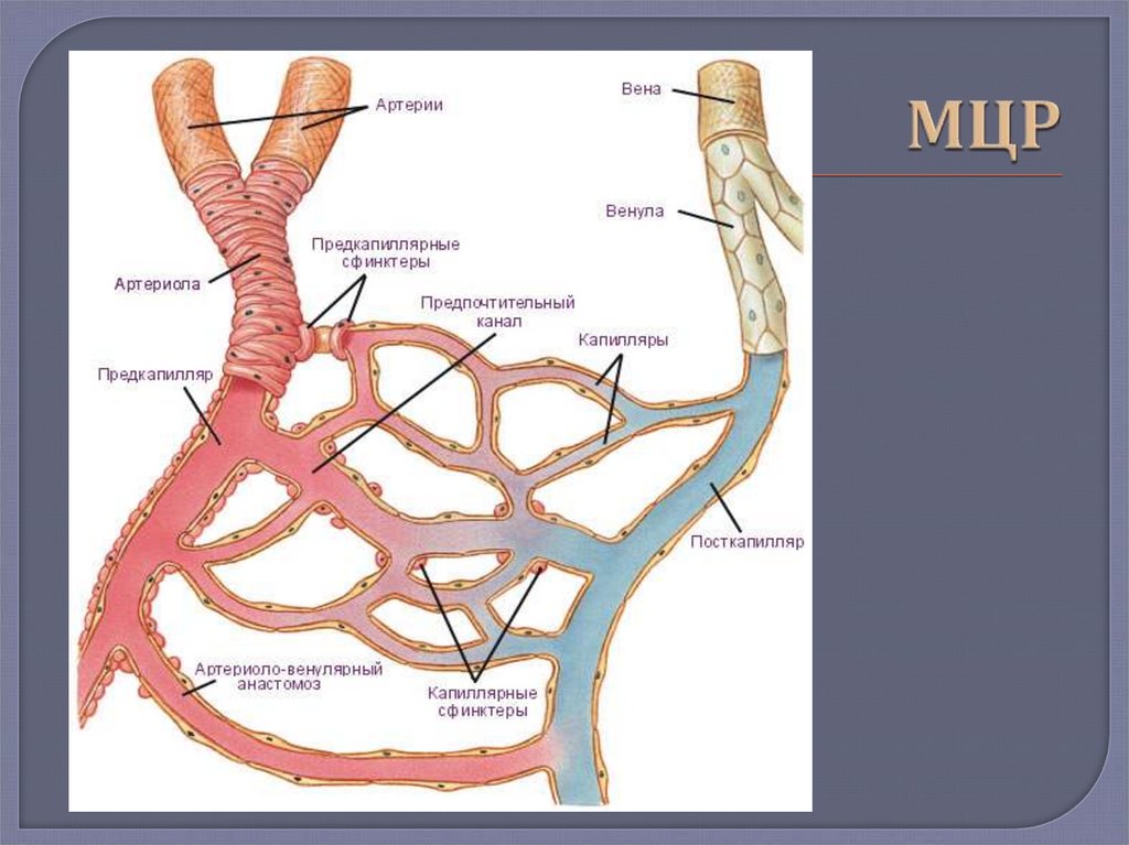 Микроциркуляторное русло презентация