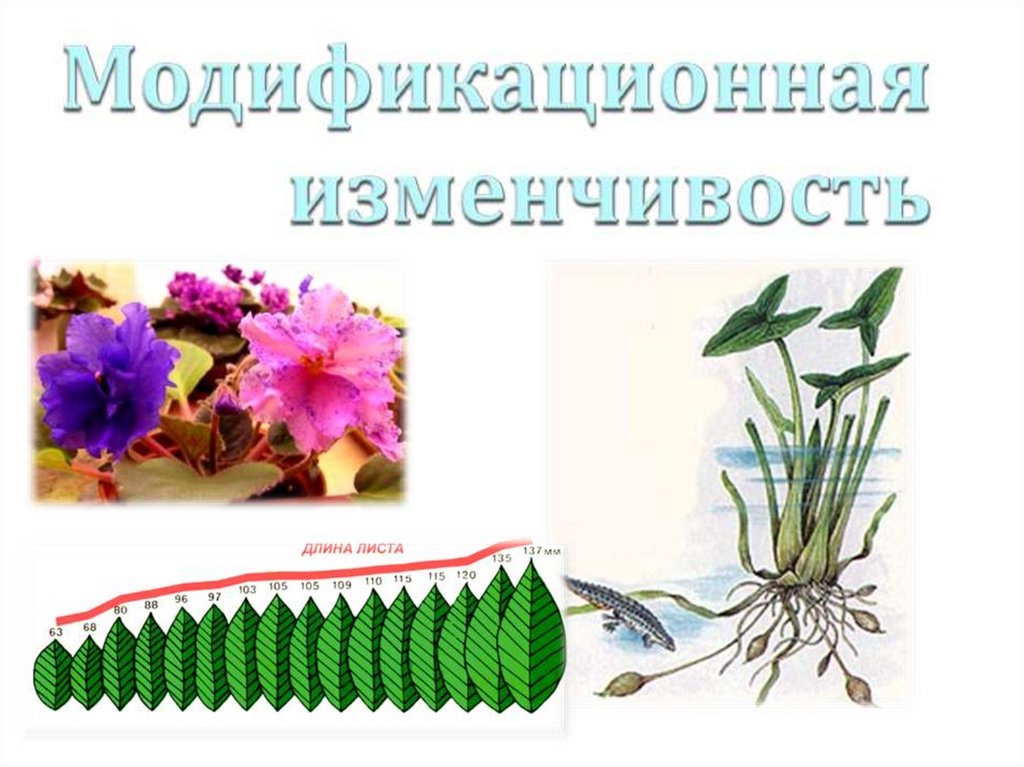 Модификационная изменчивость презентация пименов