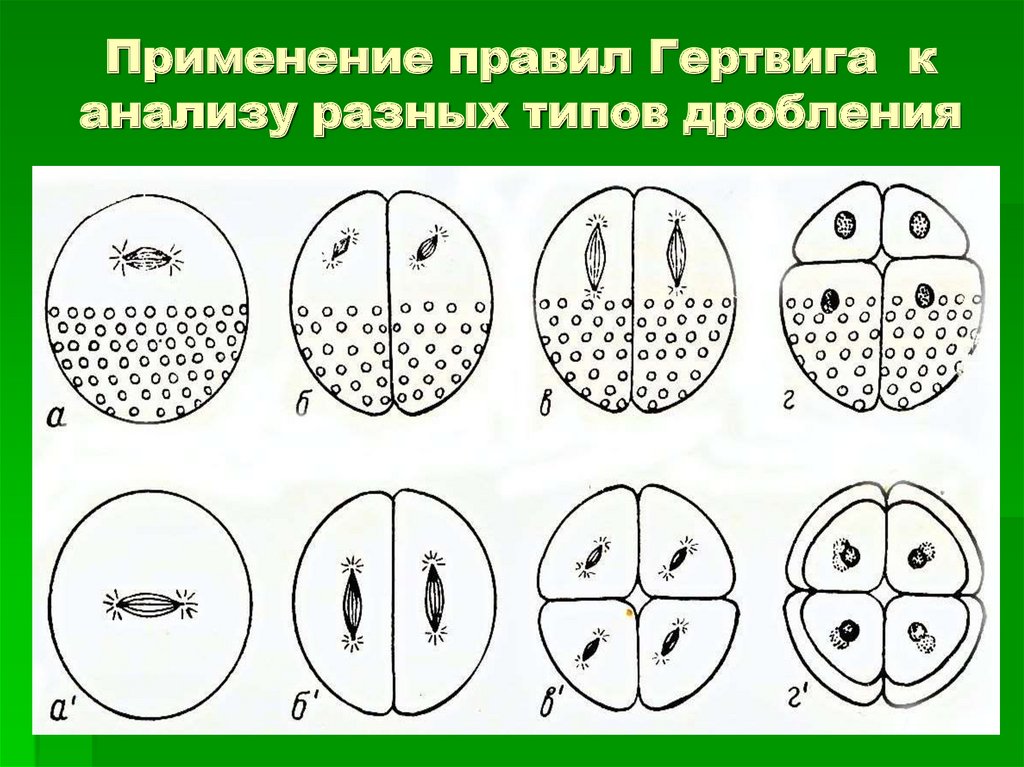 Дробление простейших